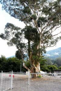 Yarra Ranges Council seeking feedback on draft Tree Policy