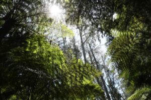 Parks Victoria reopens local parks as fire-affected regions remain closed