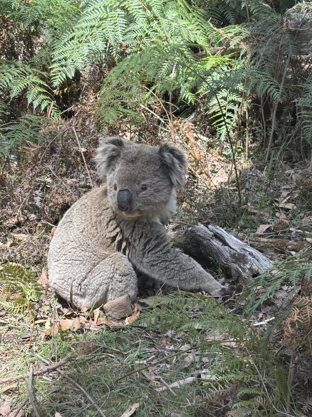 To stay or go when fires are near